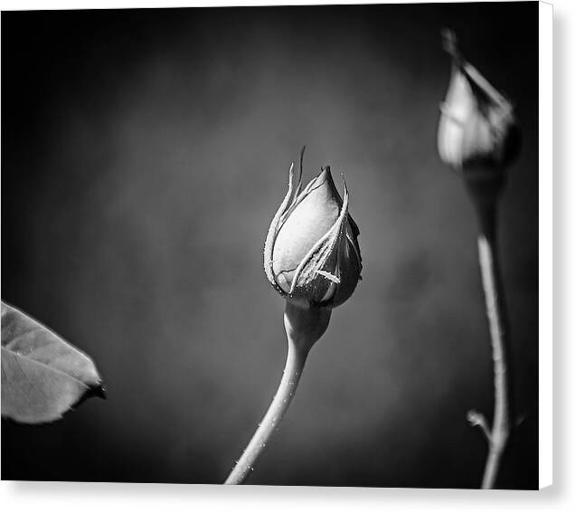 Black and White Closeup Rose  - Canvas Print