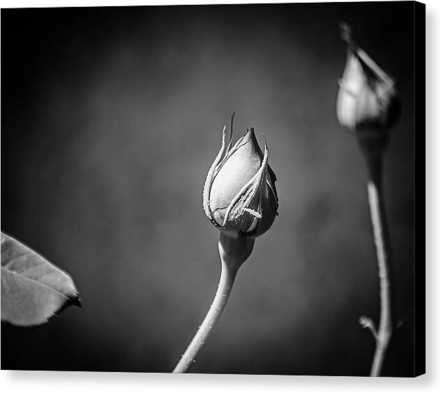 Black and White Closeup Rose  - Canvas Print