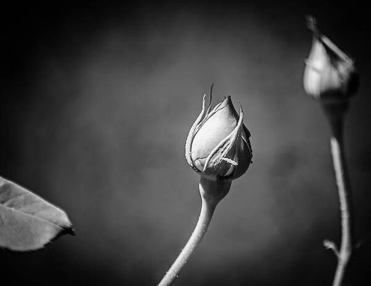 Black and White Closeup Rose  - Art Print
