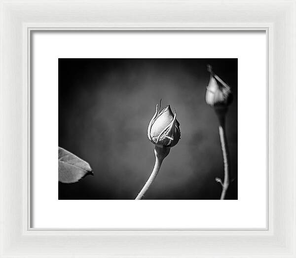 Black and White Closeup Rose  - Framed Print