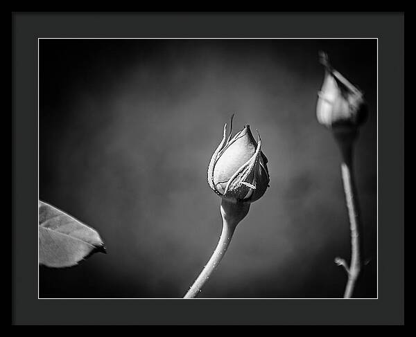 Black and White Closeup Rose  - Framed Print