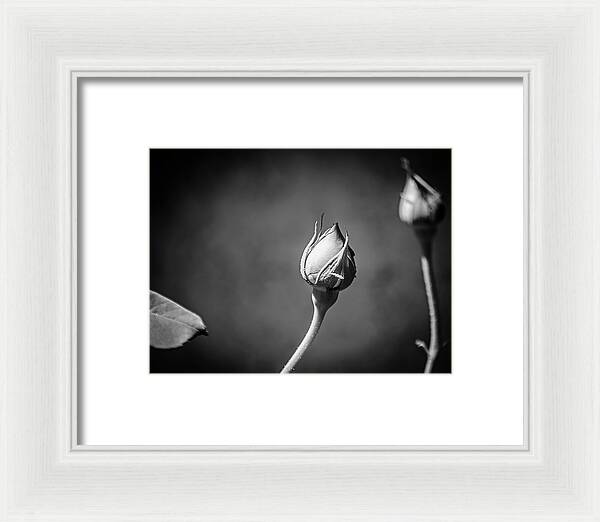 Black and White Closeup Rose  - Framed Print