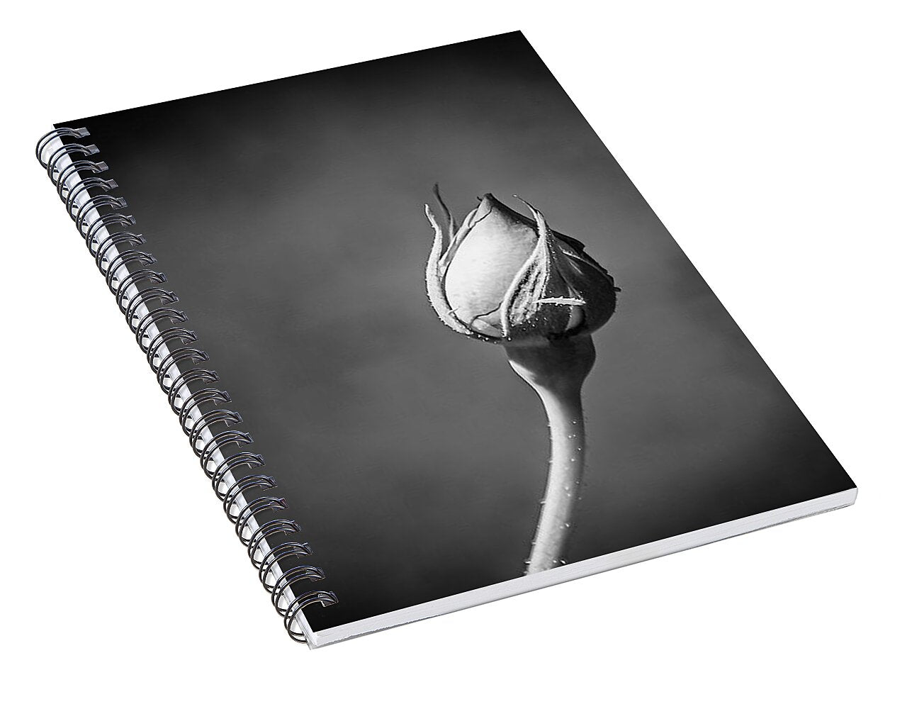 Black and White Closeup Rose  - Spiral Notebook