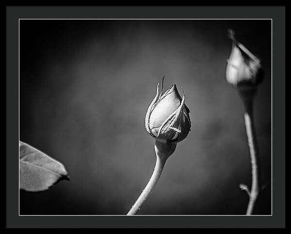 Black and White Closeup Rose  - Framed Print