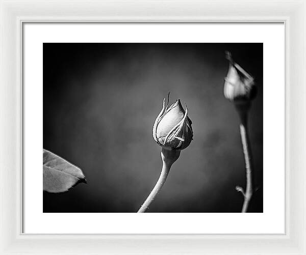 Black and White Closeup Rose  - Framed Print