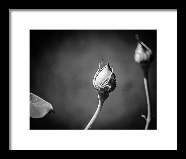 Black and White Closeup Rose  - Framed Print