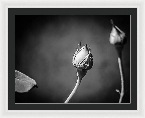 Black and White Closeup Rose  - Framed Print