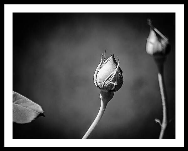 Black and White Closeup Rose  - Framed Print