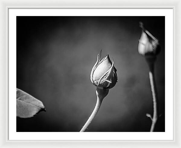 Black and White Closeup Rose  - Framed Print
