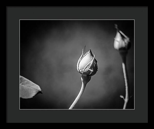 Black and White Closeup Rose  - Framed Print
