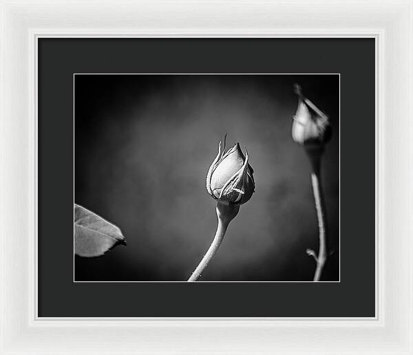 Black and White Closeup Rose  - Framed Print