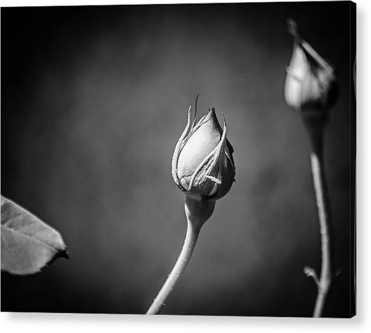 Black and White Closeup Rose  - Acrylic Print