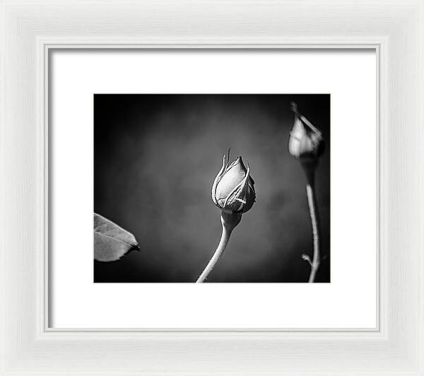 Black and White Closeup Rose  - Framed Print