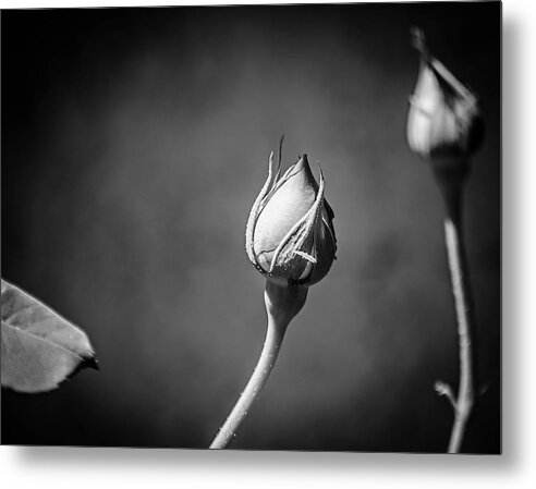 Black and White Closeup Rose  - Metal Print
