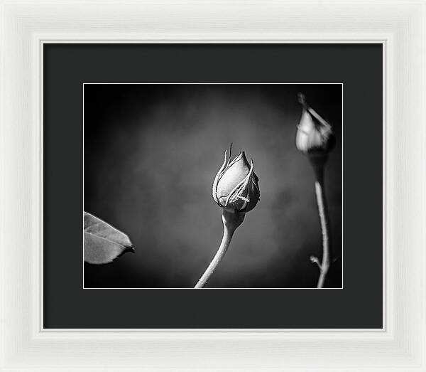 Black and White Closeup Rose  - Framed Print