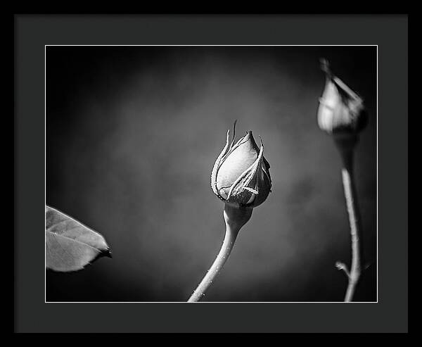 Black and White Closeup Rose  - Framed Print