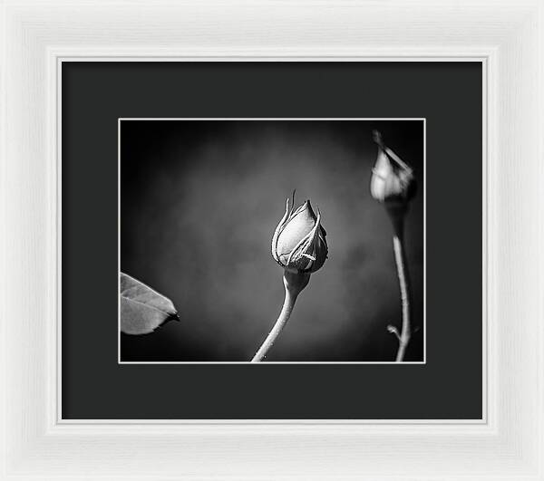 Black and White Closeup Rose  - Framed Print