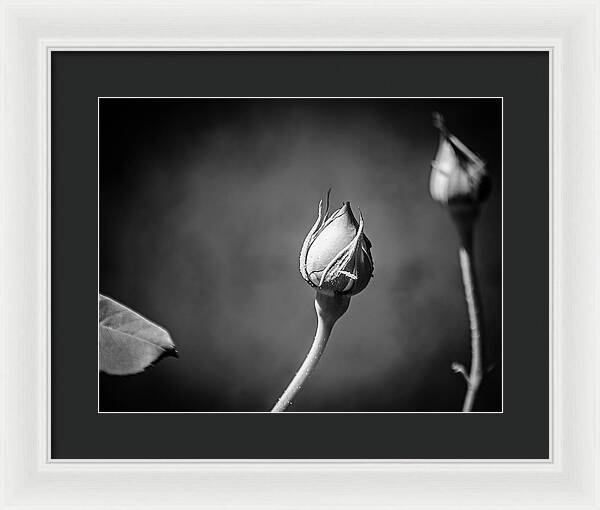 Black and White Closeup Rose  - Framed Print