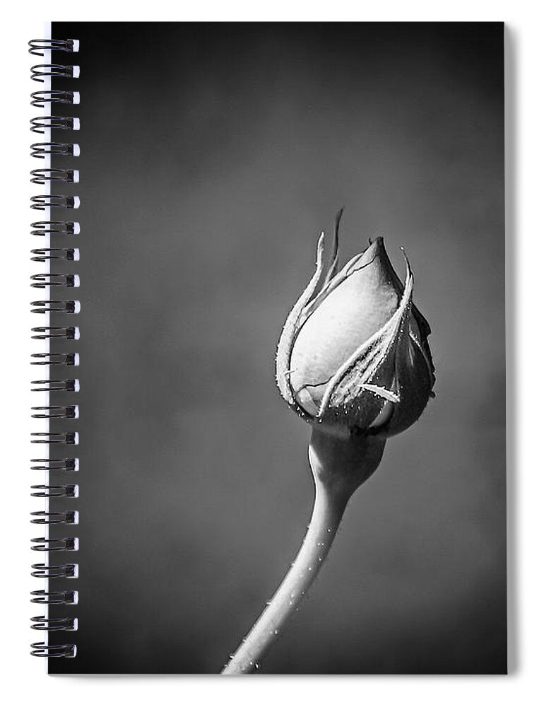 Black and White Closeup Rose  - Spiral Notebook