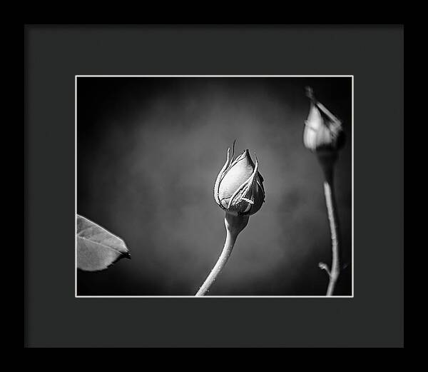 Black and White Closeup Rose  - Framed Print