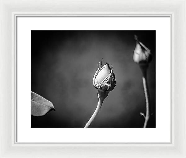 Black and White Closeup Rose  - Framed Print