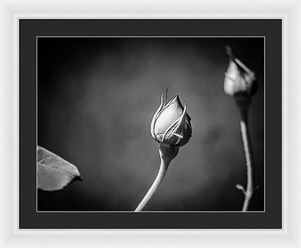 Black and White Closeup Rose  - Framed Print