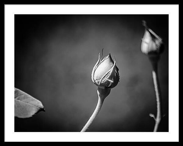 Black and White Closeup Rose  - Framed Print