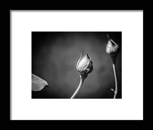 Black and White Closeup Rose  - Framed Print