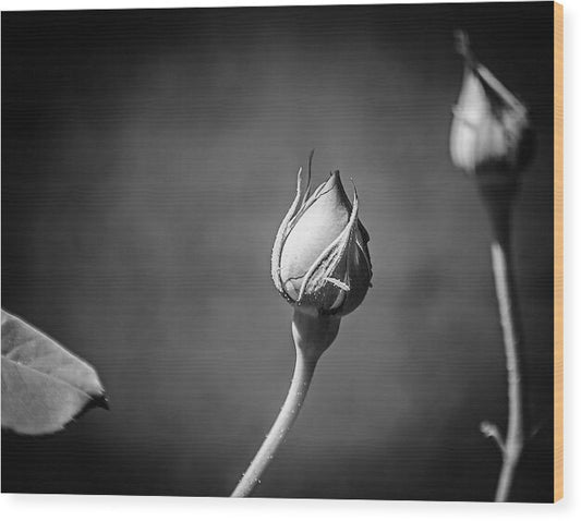 Black and White Closeup Rose  - Wood Print