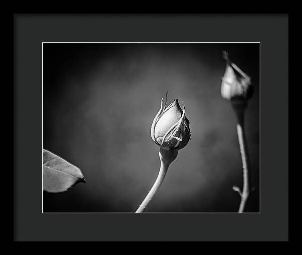 Black and White Closeup Rose  - Framed Print