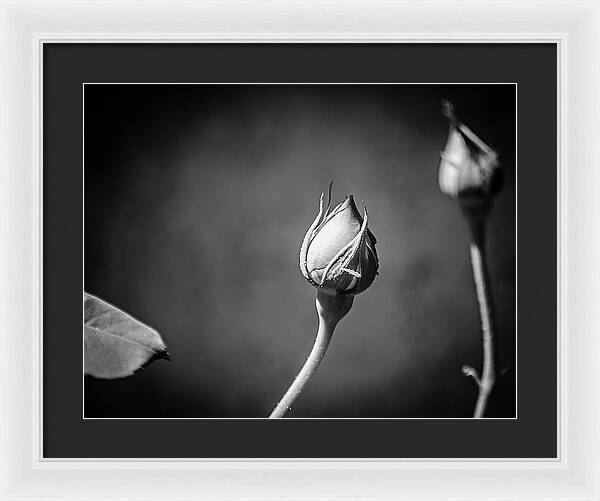 Black and White Closeup Rose  - Framed Print