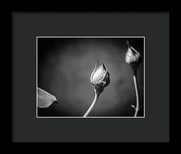 Black and White Closeup Rose  - Framed Print