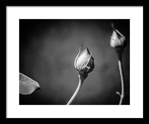 Black and White Closeup Rose  - Framed Print