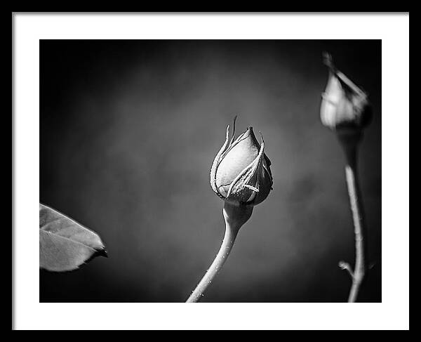 Black and White Closeup Rose  - Framed Print