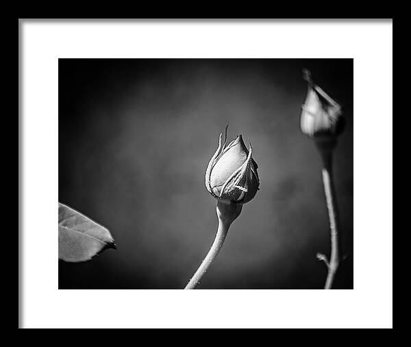 Black and White Closeup Rose  - Framed Print