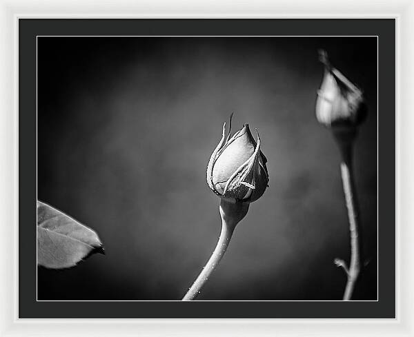 Black and White Closeup Rose  - Framed Print