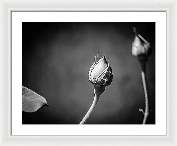Black and White Closeup Rose  - Framed Print