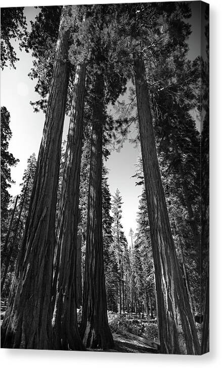 Black and White Forest of Sequoias - Canvas Print
