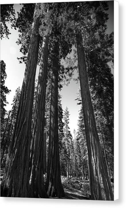 Black and White Forest of Sequoias - Canvas Print