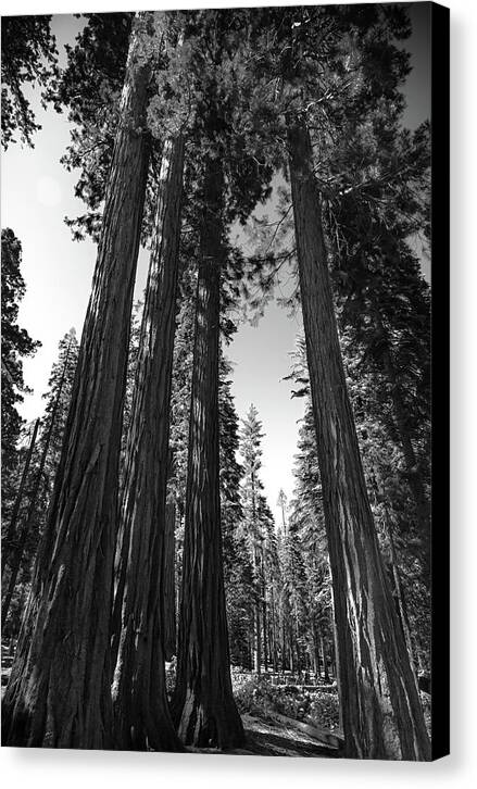 Black and White Forest of Sequoias - Canvas Print