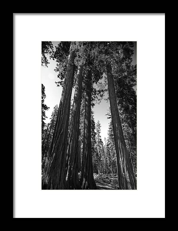 Black and White Forest of Sequoias - Framed Print