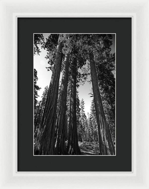 Black and White Forest of Sequoias - Framed Print