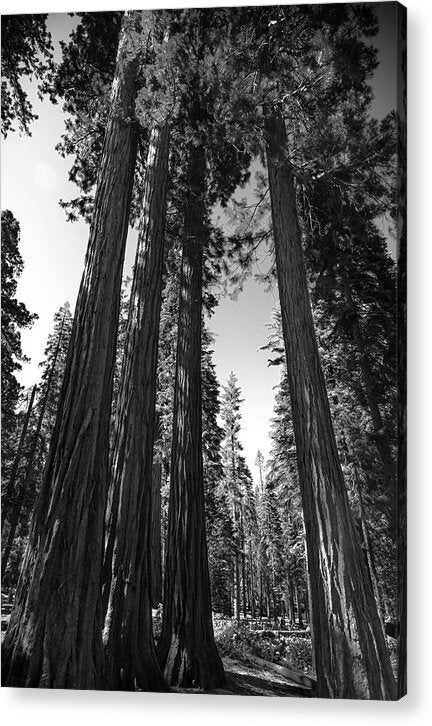 Black and White Forest of Sequoias - Acrylic Print