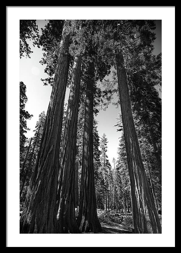 Black and White Forest of Sequoias - Framed Print