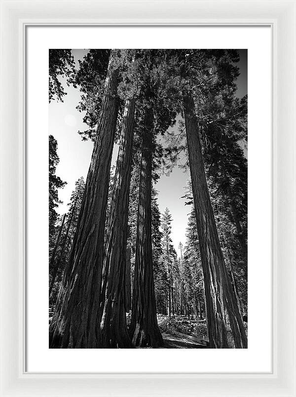 Black and White Forest of Sequoias - Framed Print