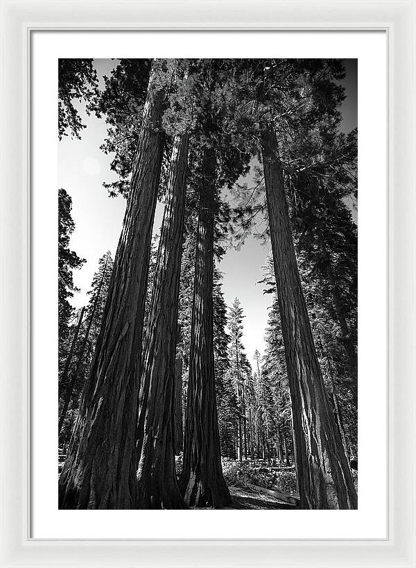 Black and White Forest of Sequoias - Framed Print