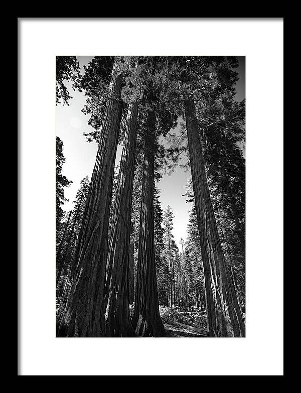 Black and White Forest of Sequoias - Framed Print