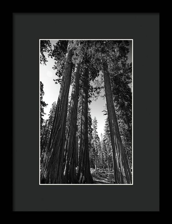 Black and White Forest of Sequoias - Framed Print