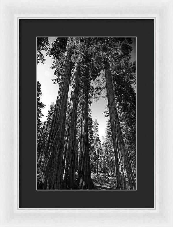 Black and White Forest of Sequoias - Framed Print