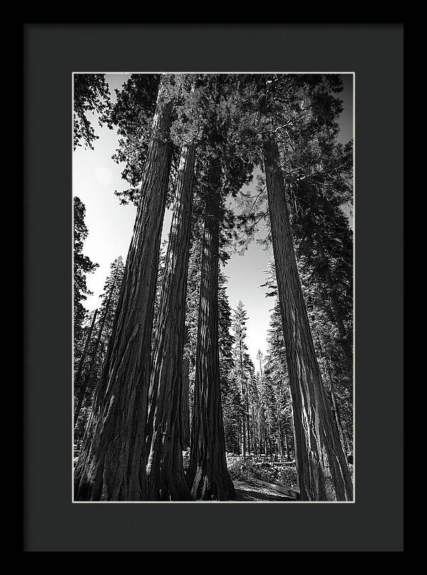 Black and White Forest of Sequoias - Framed Print